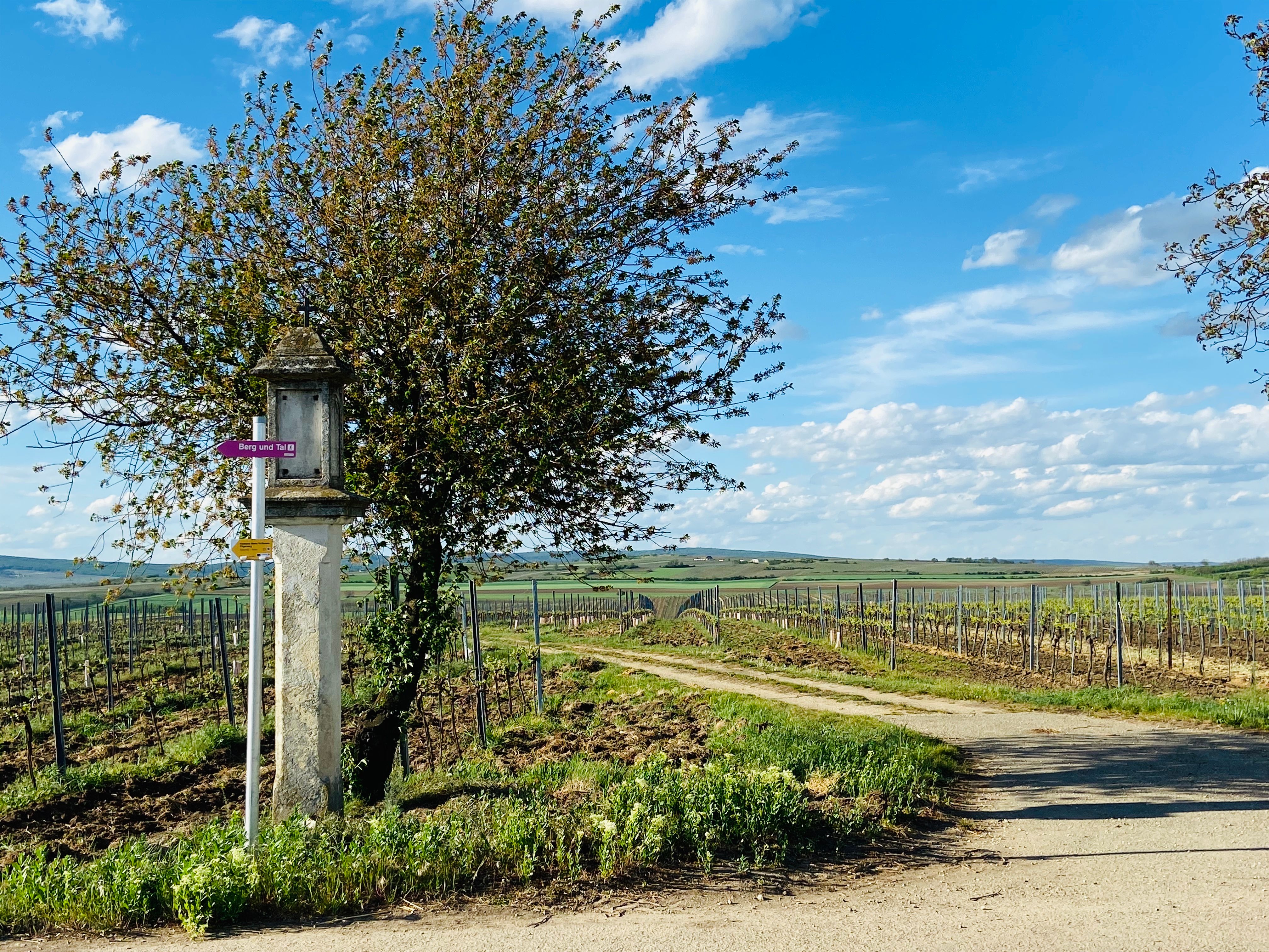 Vinařská krajina s rozcestníkem a stromem v rakouském Weinviertelu.