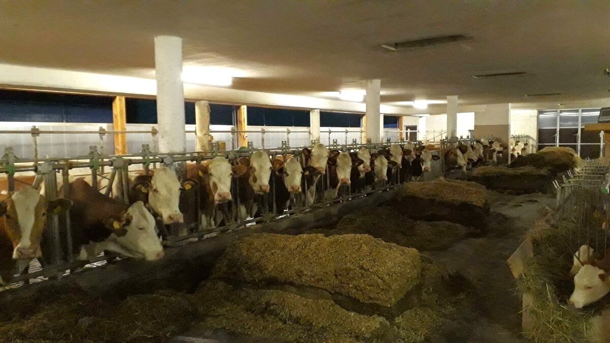 Dovolená na farmě-Oberrehau