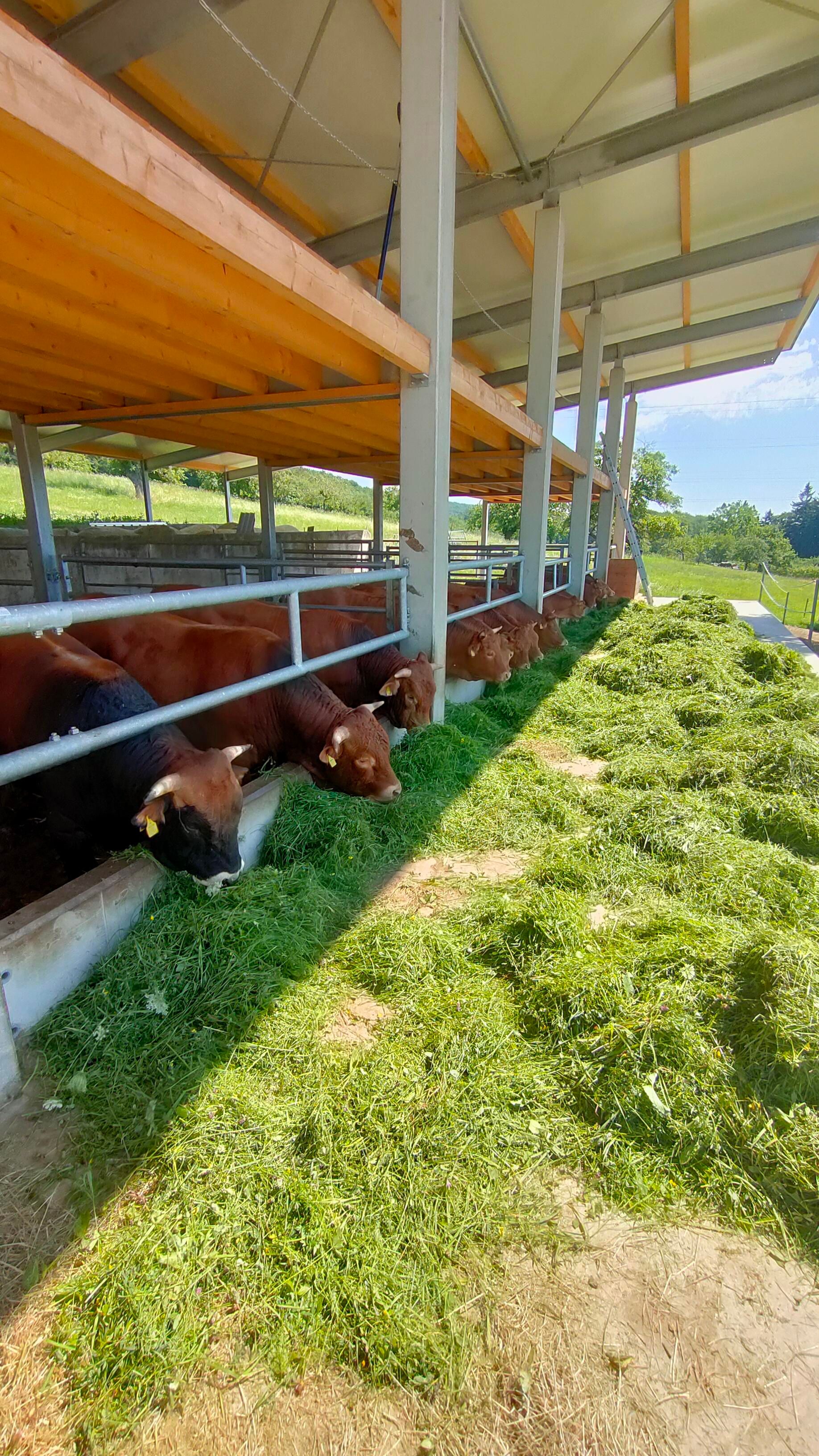 Krávy žeroucí trávu v kryté stáji na farmě.