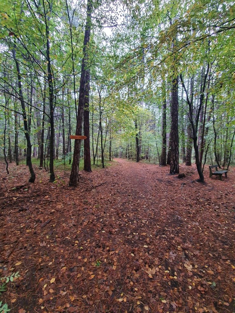 Lesní cesta