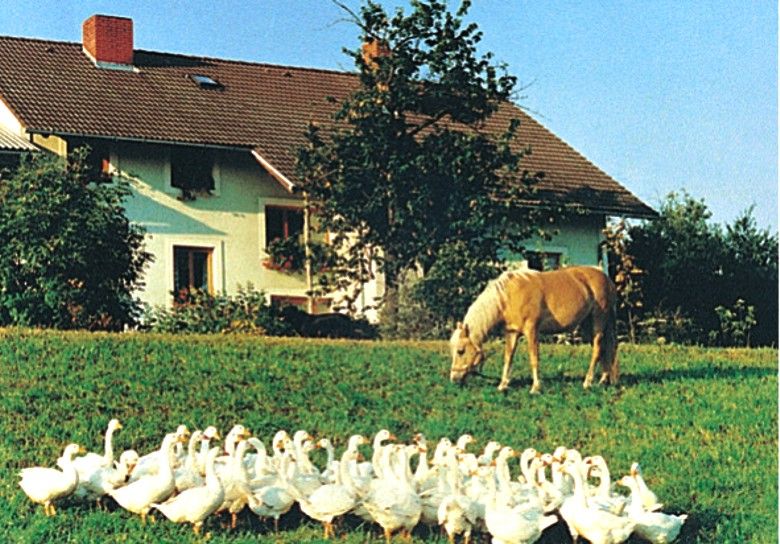 Farma s husami a koněm na louce.