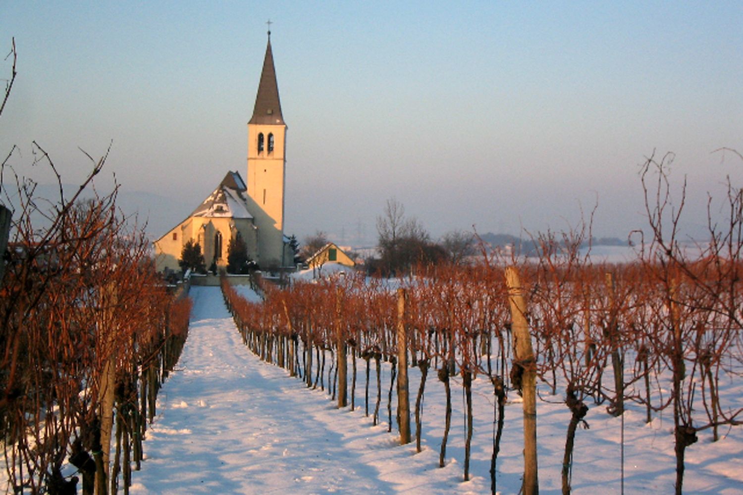 Kostel v zimě se zasněženou cestou a holými vinicemi.