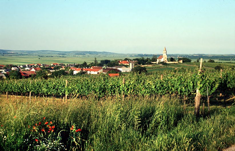Pohled na Höflein s vinicemi v popředí a kostelem v pozadí.