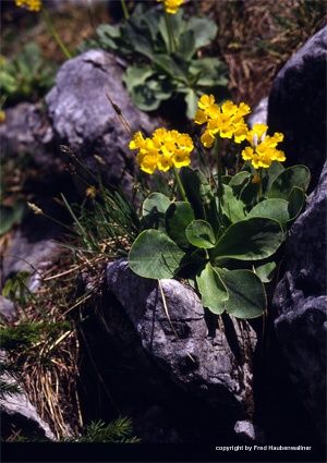 VANDERBLUME ST. AEGYD _11 – Steinschlüsserlweg
