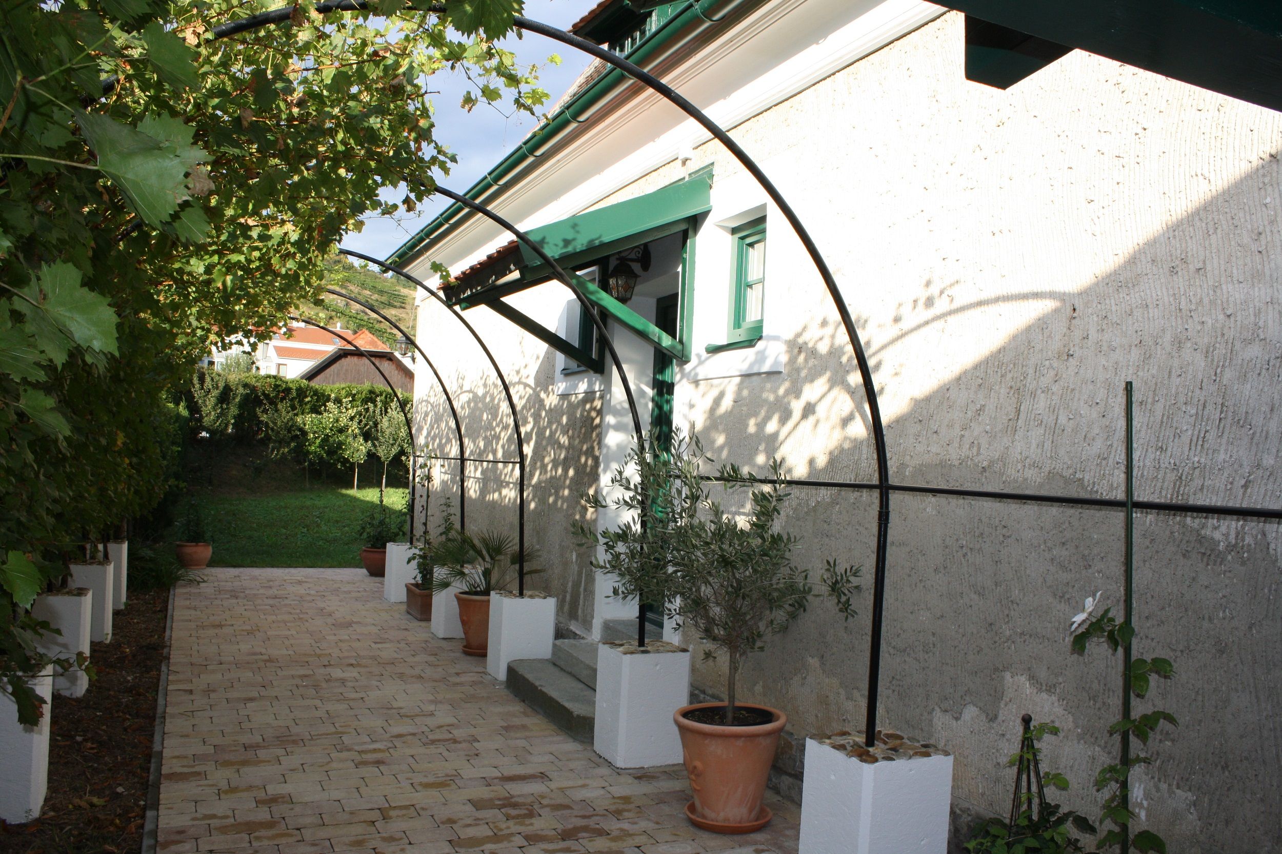 Altánek s vinnou révou a rostlinami v květináčích v ekologickém vinařství Schmidl.