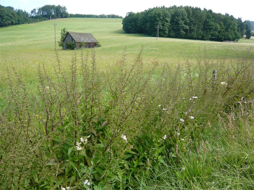 Krajina s loukou, malým lesíkem a lesem v pozadí.