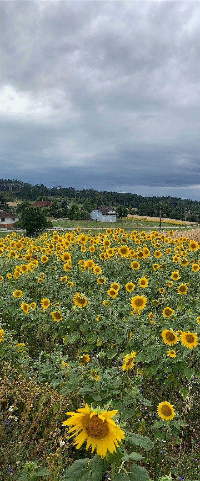 Slunečnice