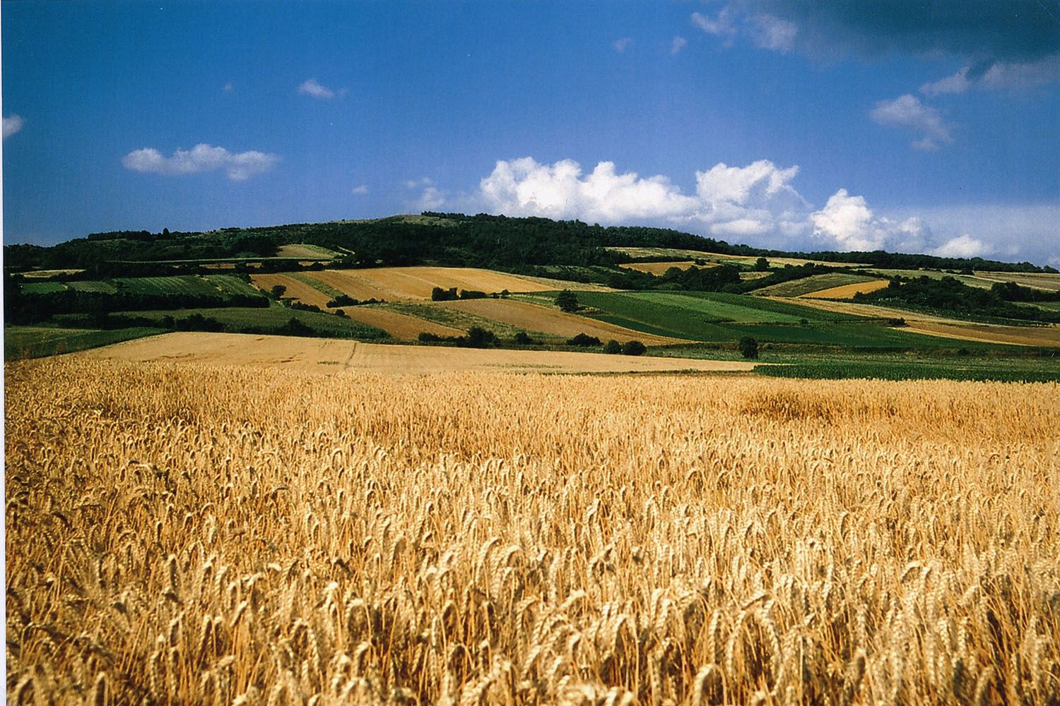 Pšeničné pole před kopcovitou krajinou s modrou oblohou a mraky.