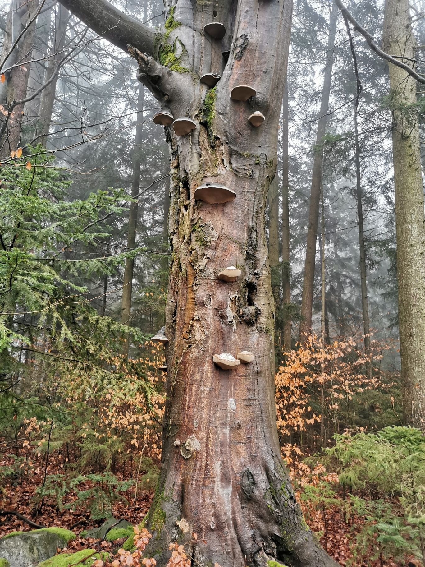 Strom v obecní oblasti Seyfrieds_Wolfsegg
