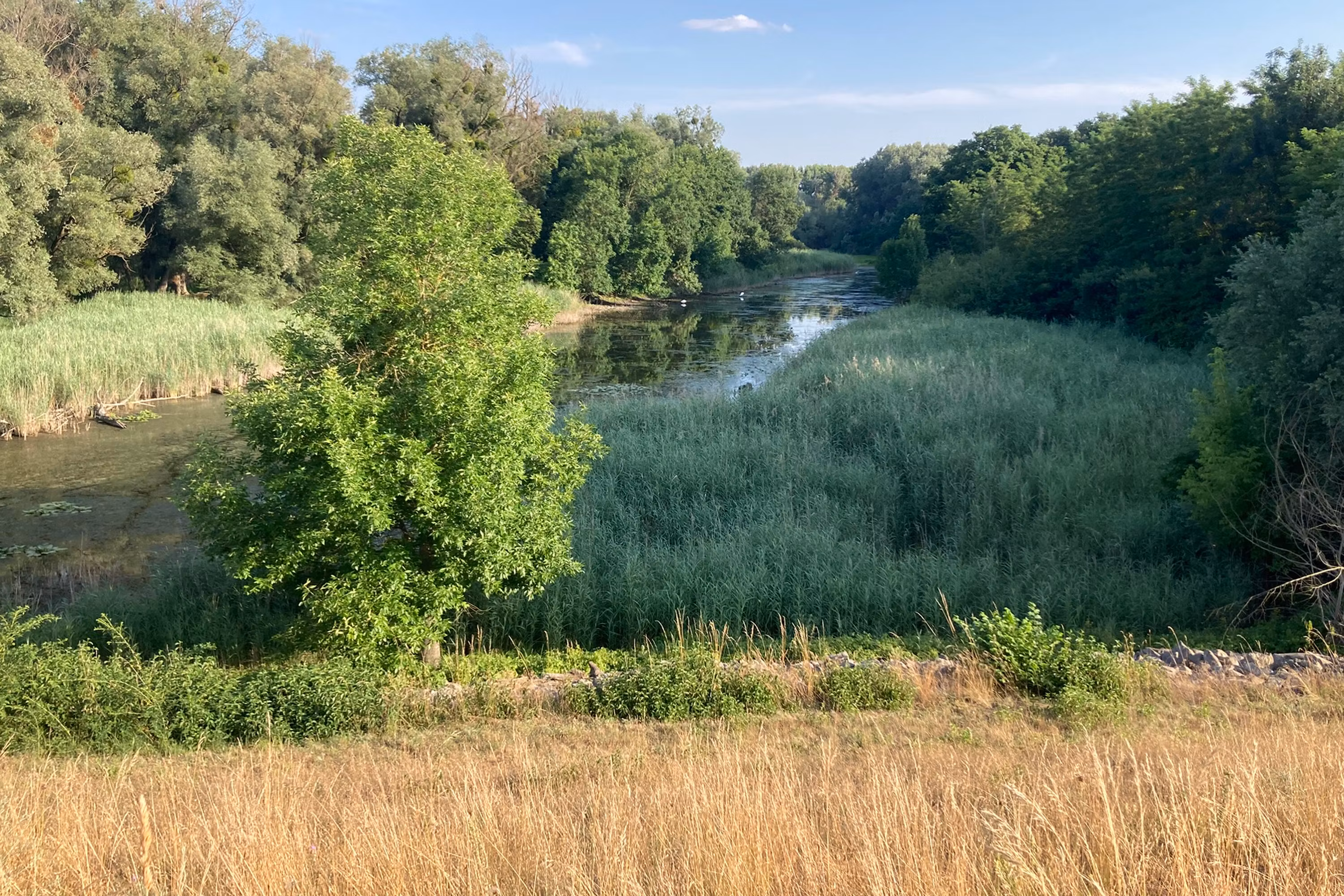 Povodňová hráz u Stopfenreuthu, voda a zelené stromy