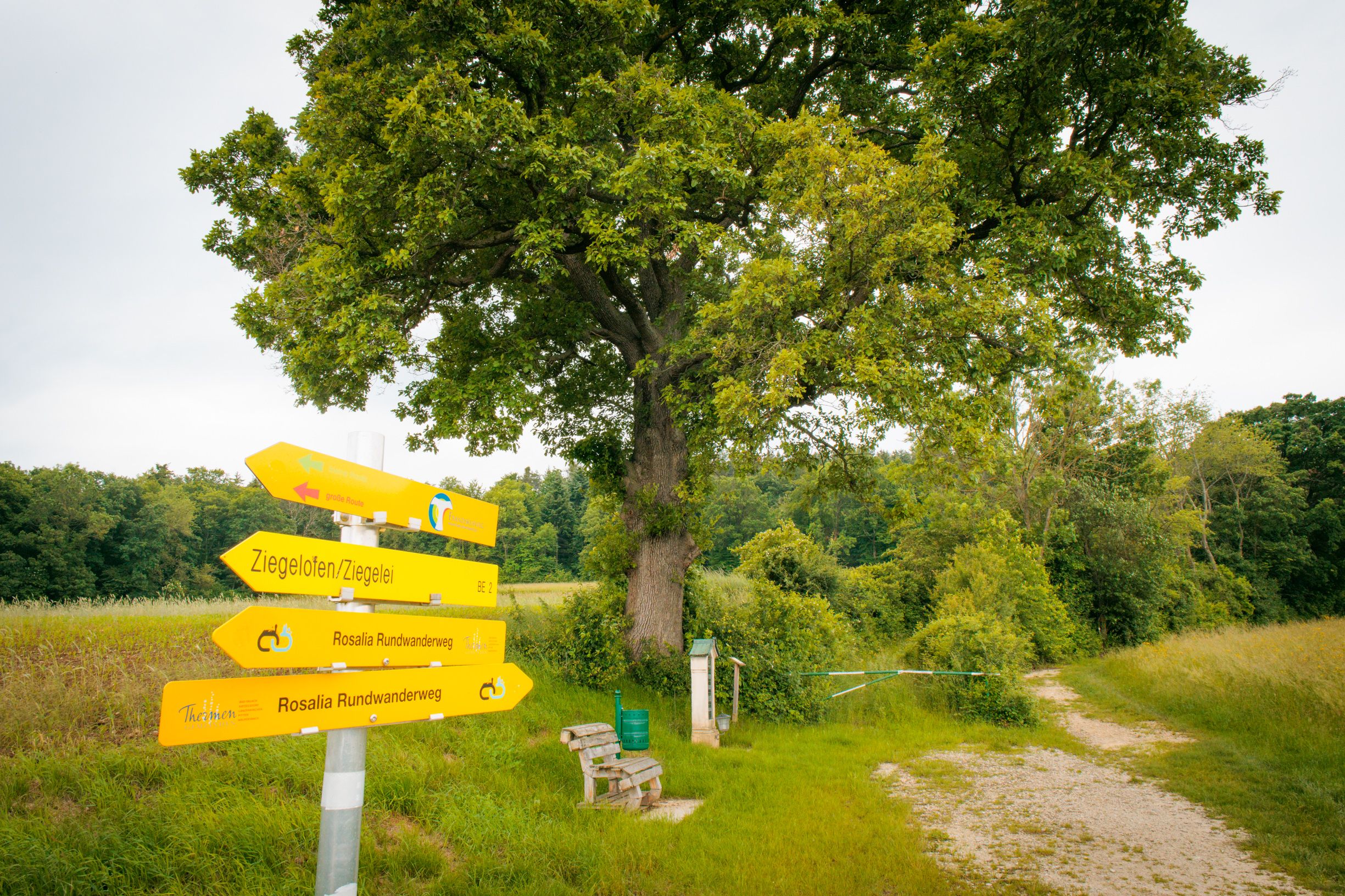 Venkovská cesta vede kolem velkého dubu, u kterého je lavička, odpadkový koš a pamětní deska. V popředí jsou turistické směrovky.