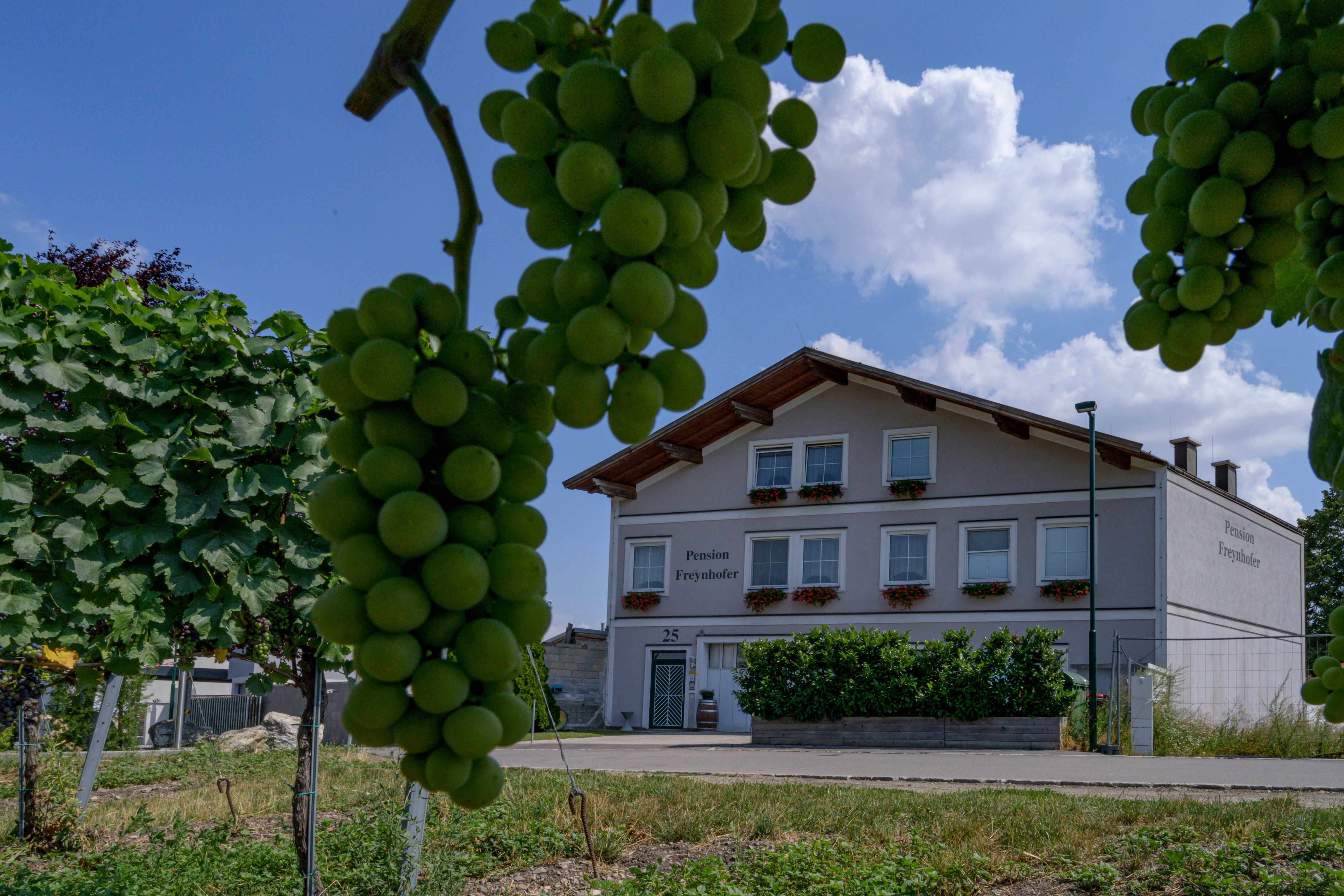 Pohled na Soosser Winzerhof z vinice