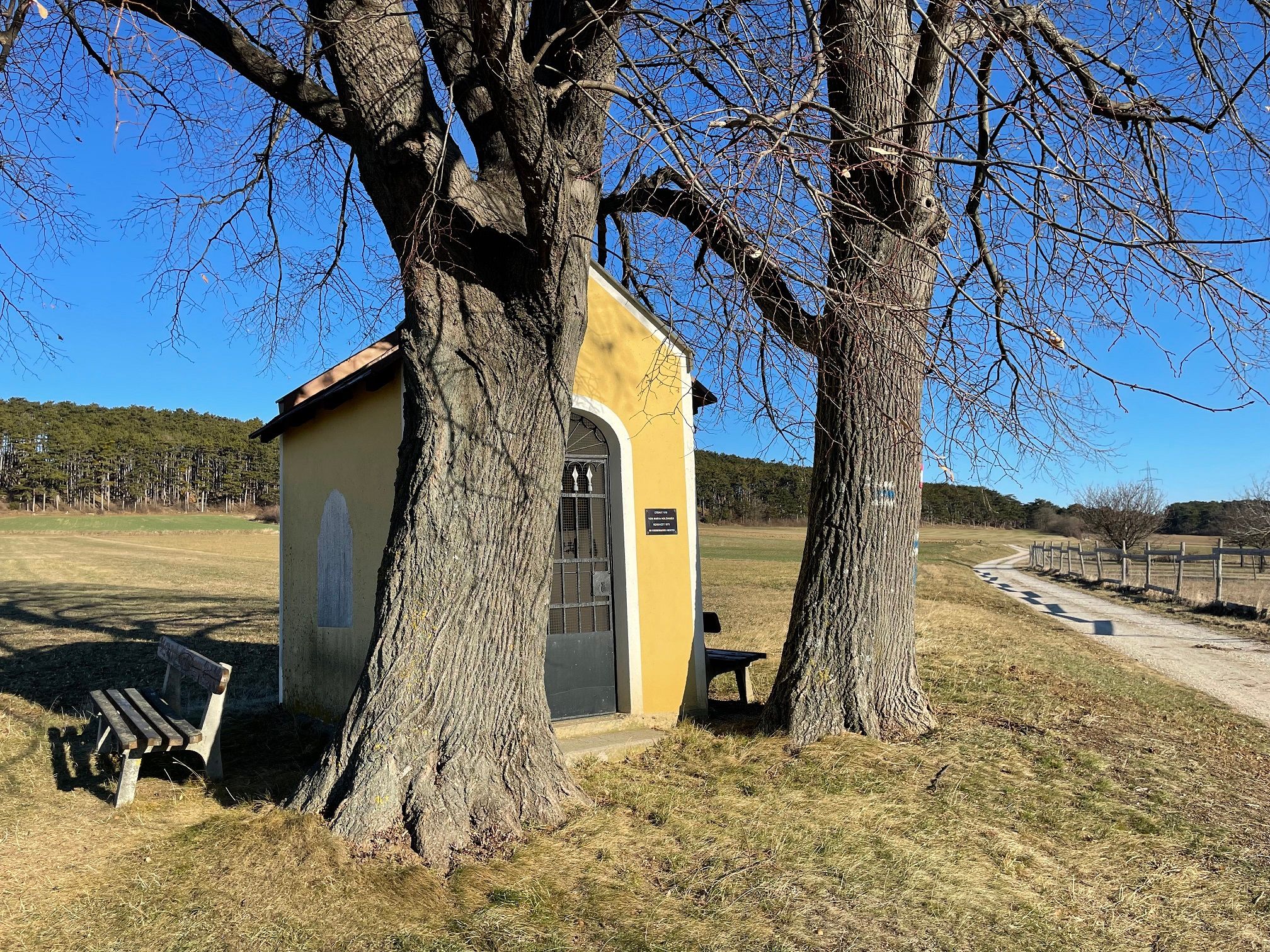 Malá žlutá kaplička mezi dvěma stromy na venkovské cestě.