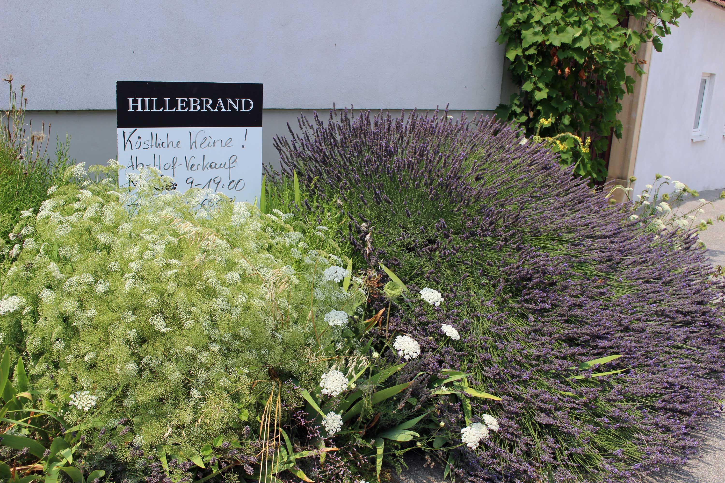 Vinařství Hillebrand, Petronell-Carnuntum