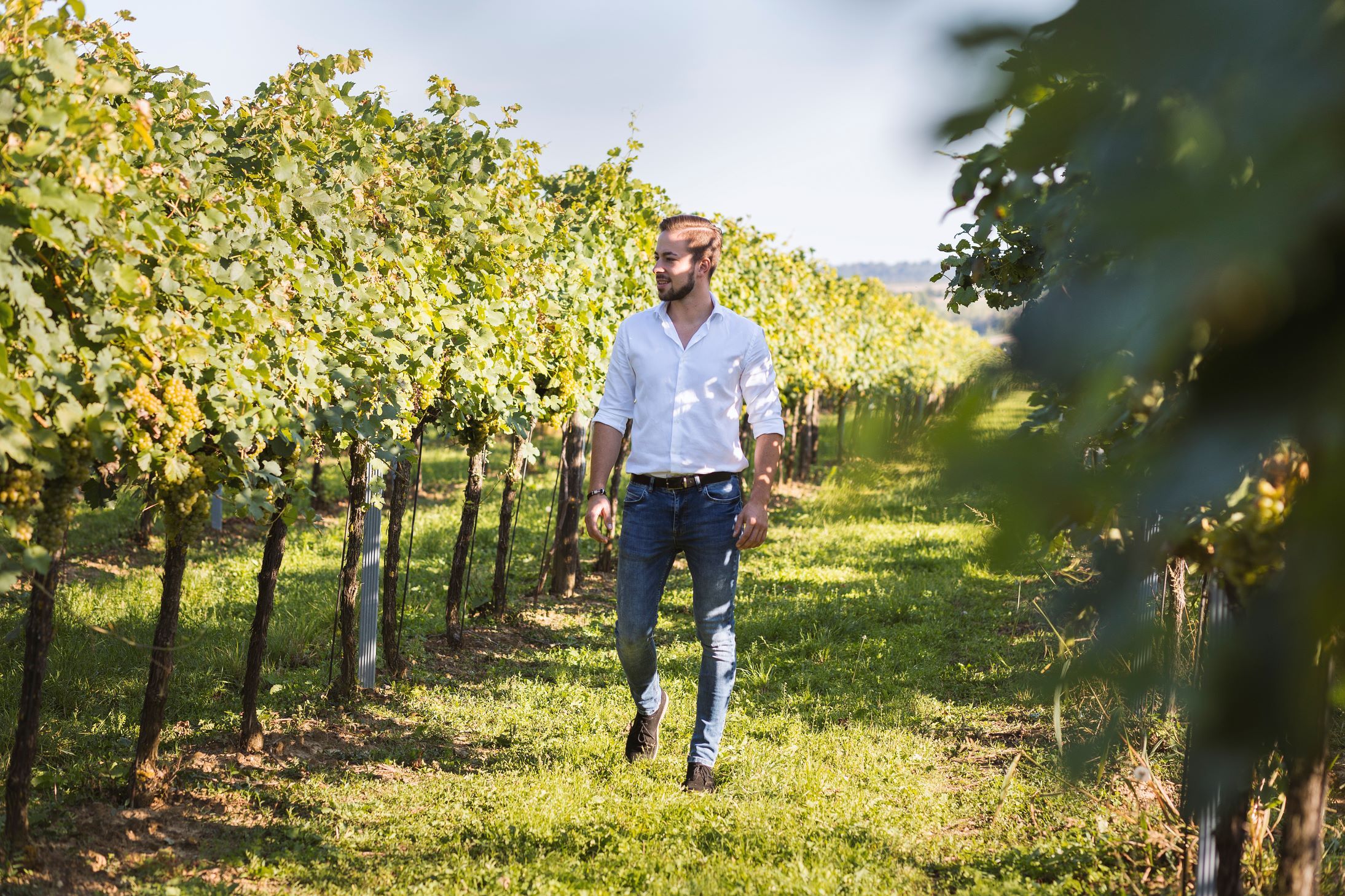 Muž v bílé košili a džínách prochází vinicí.