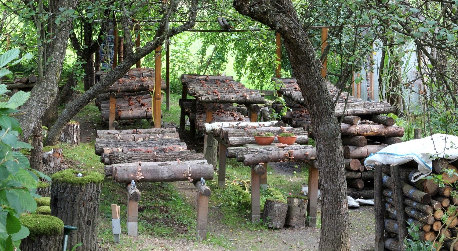 Houbařská zahrada s kmeny, na kterých rostou houby, obklopená stromy a zelenými rostlinami.