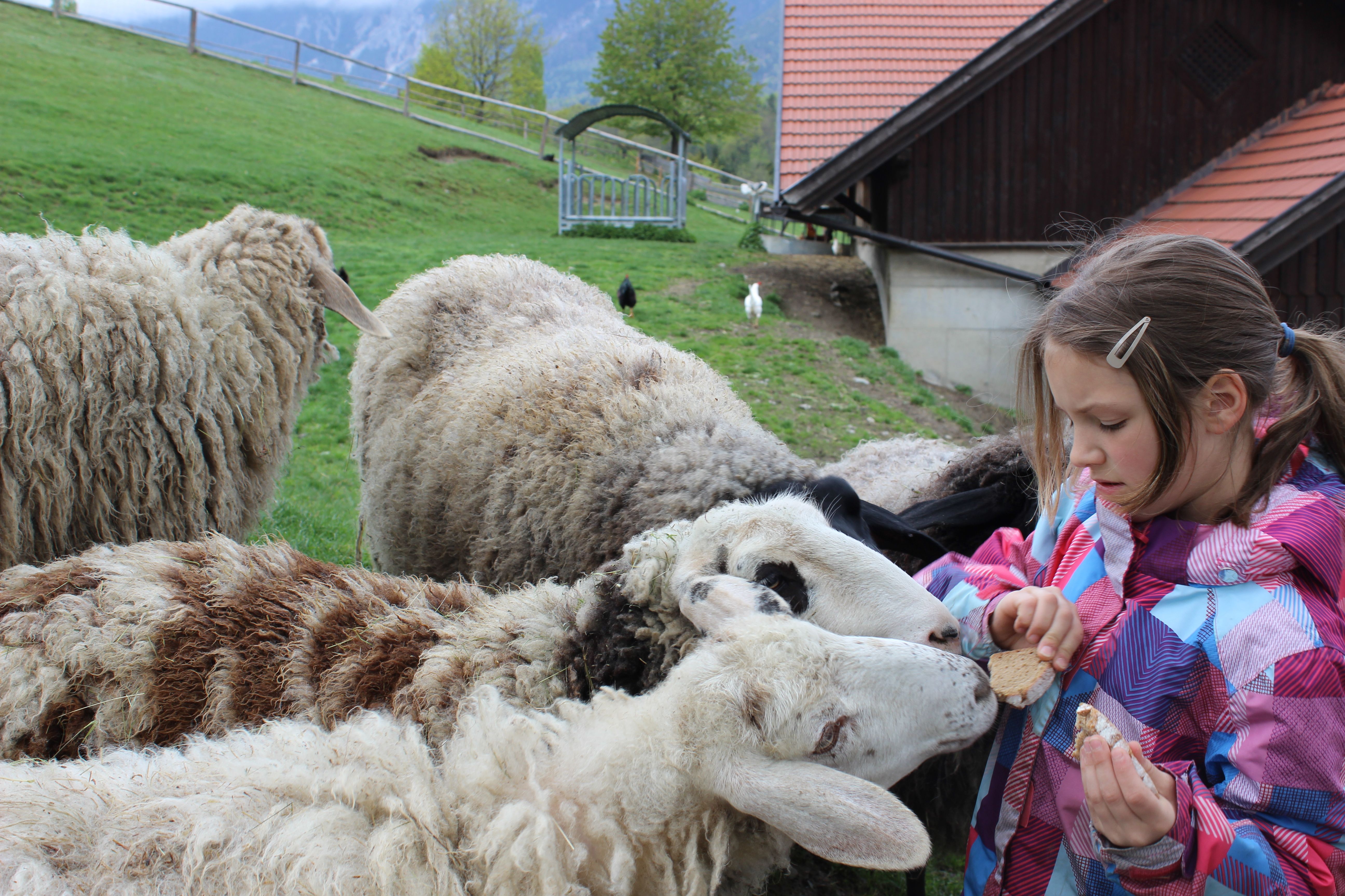 Dívka krmí ovce chlebem v zoologické zahradě.