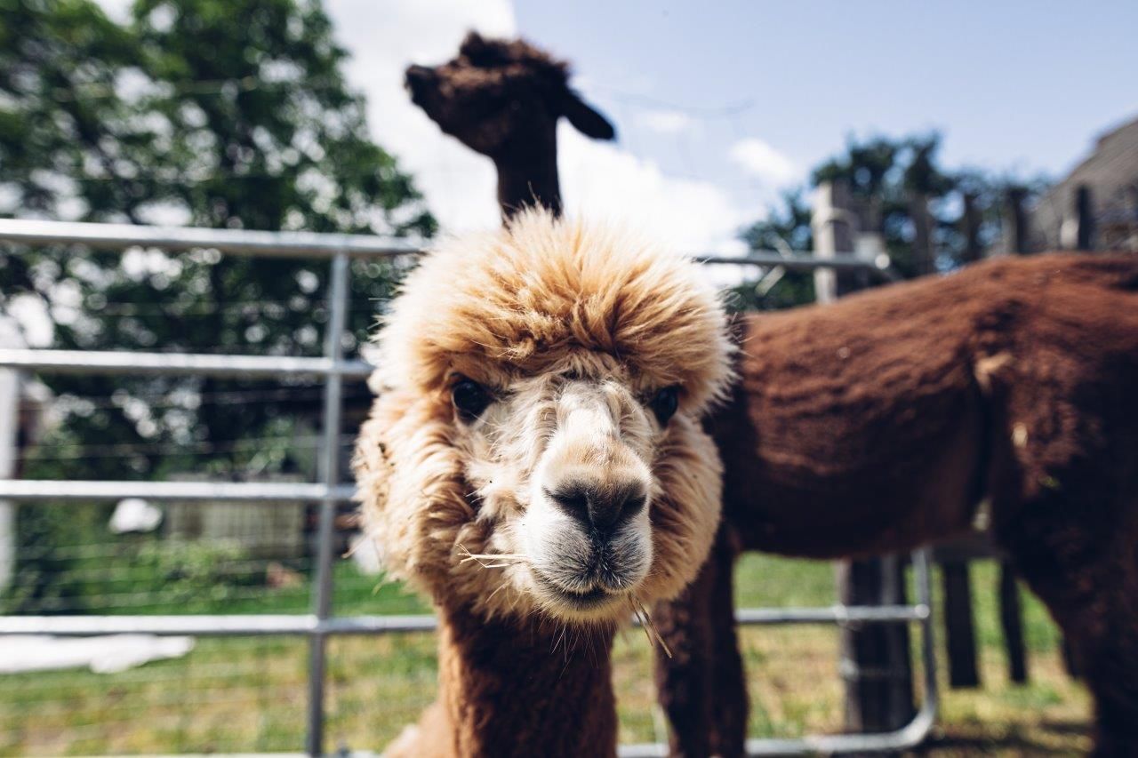 Seehof Alpacas