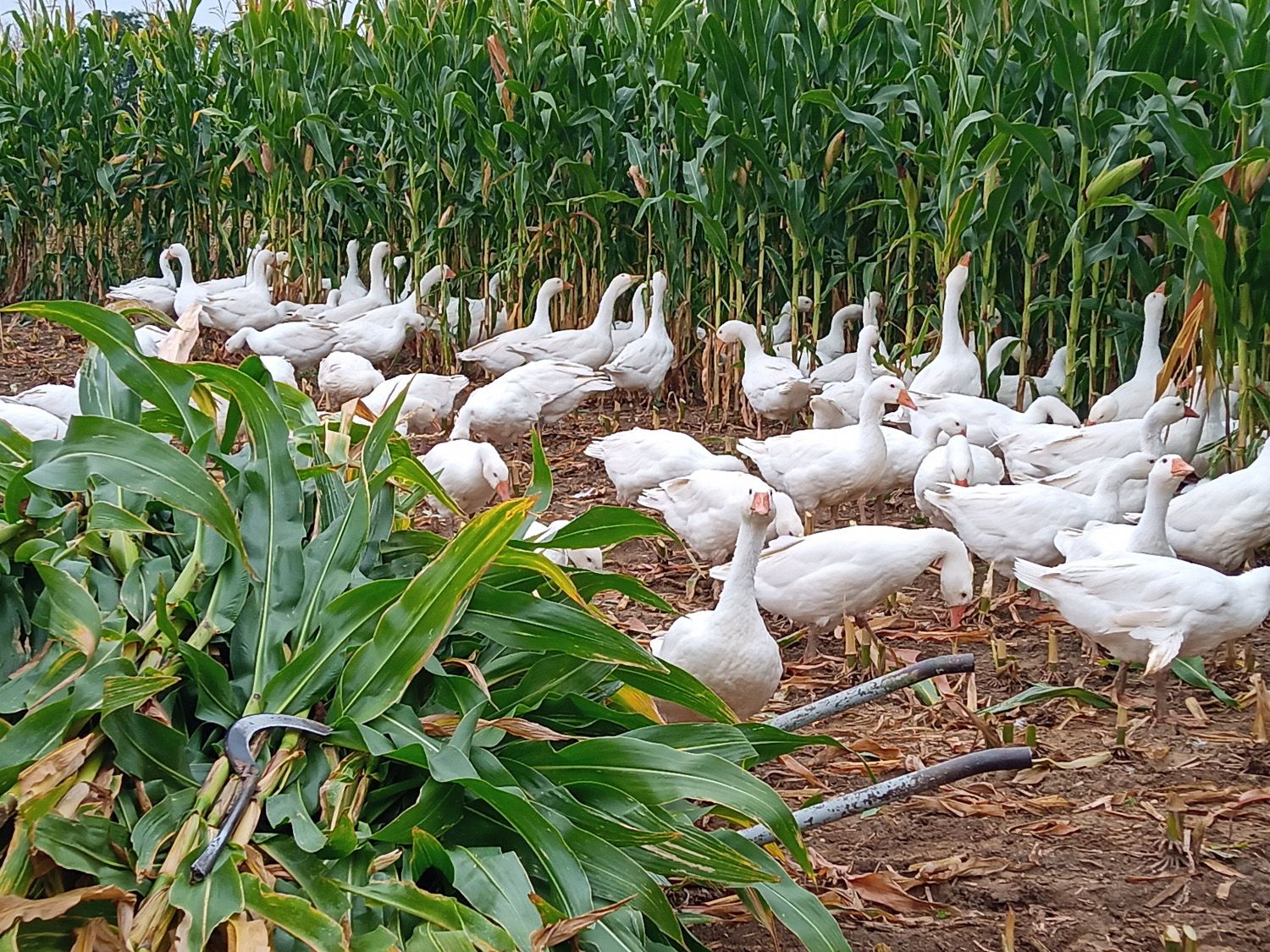 Geese Geflügelhof Werner, Gallbrunn
