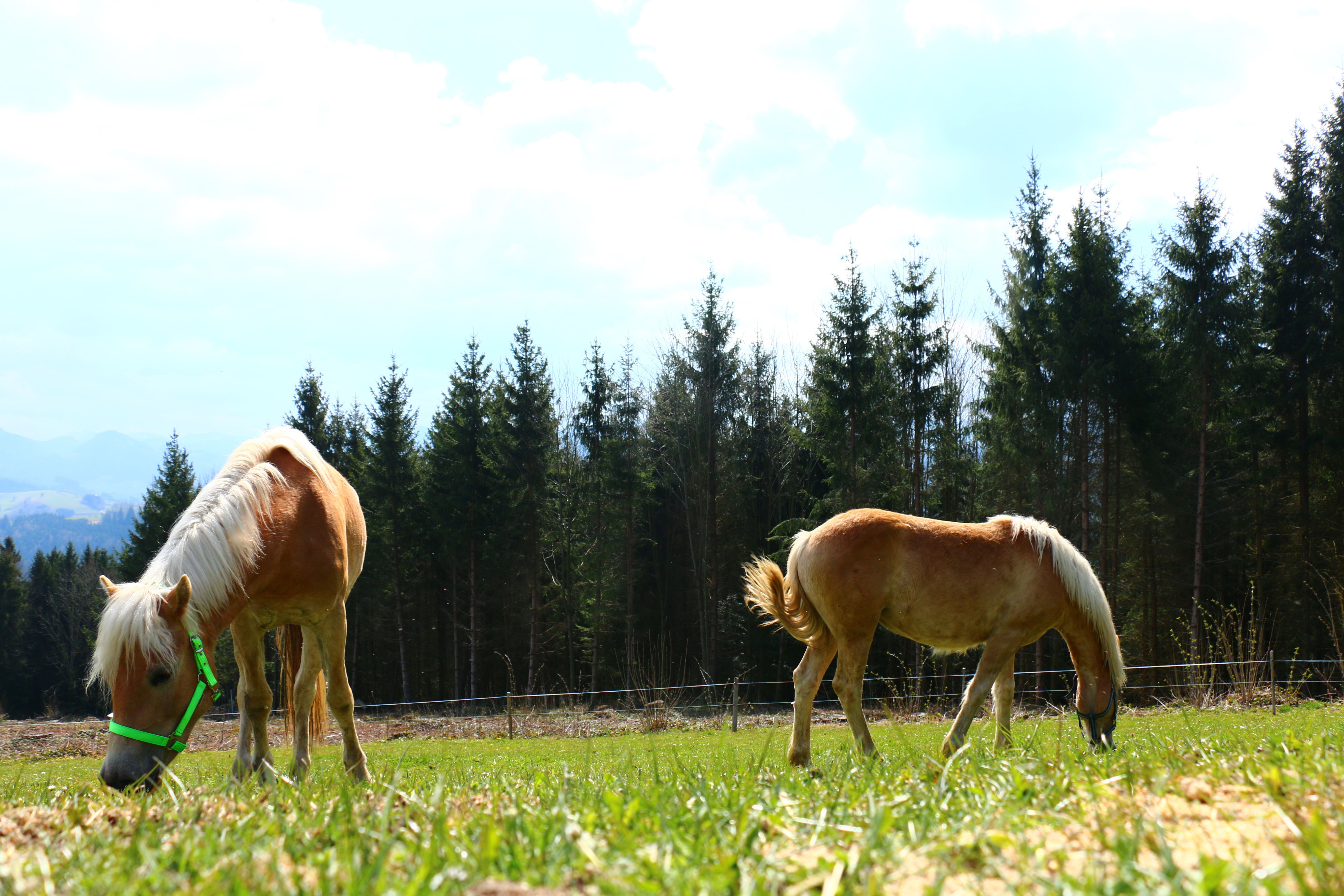 holiday-at-almbauer-8