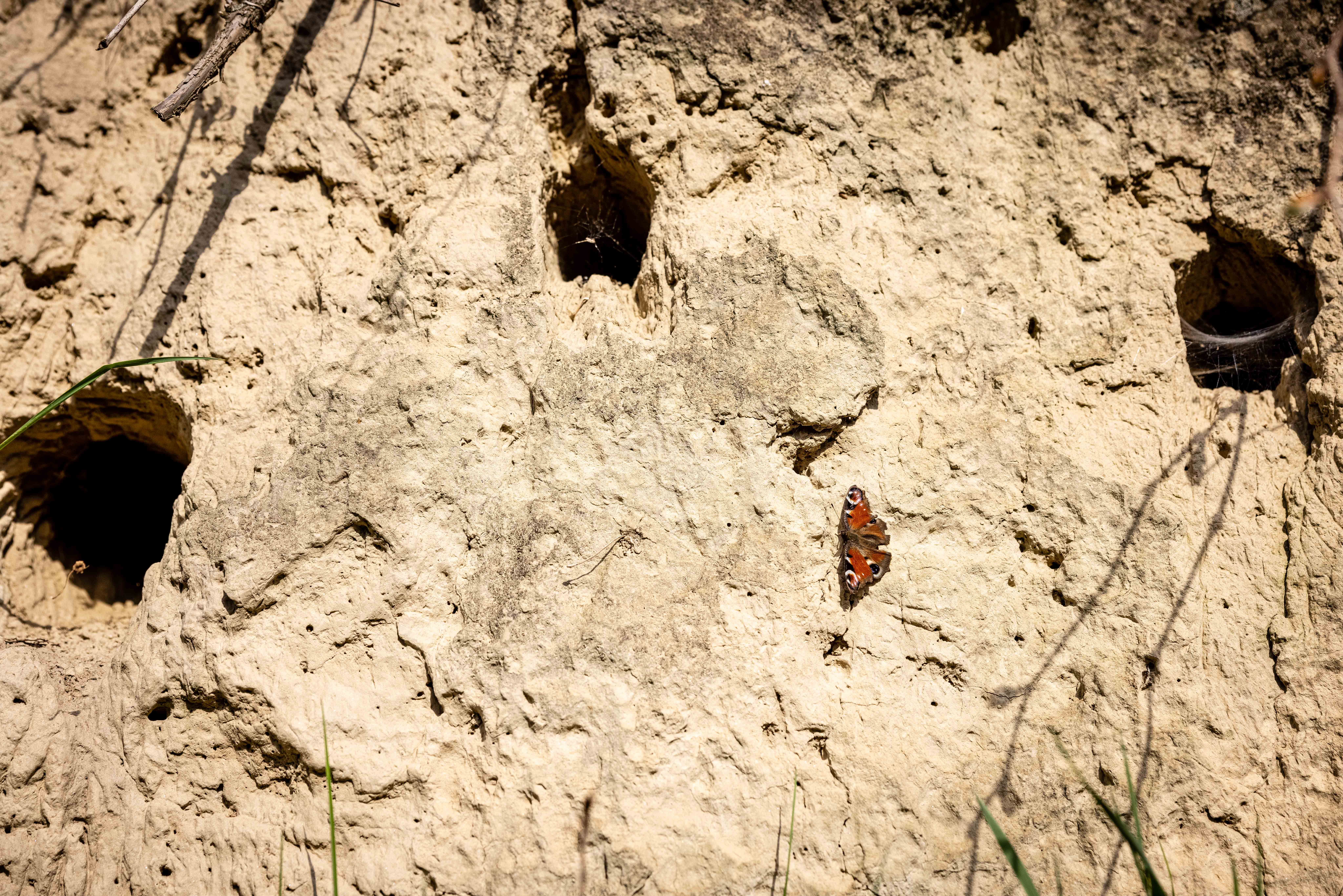 Lesnatá stěna s motýlem.