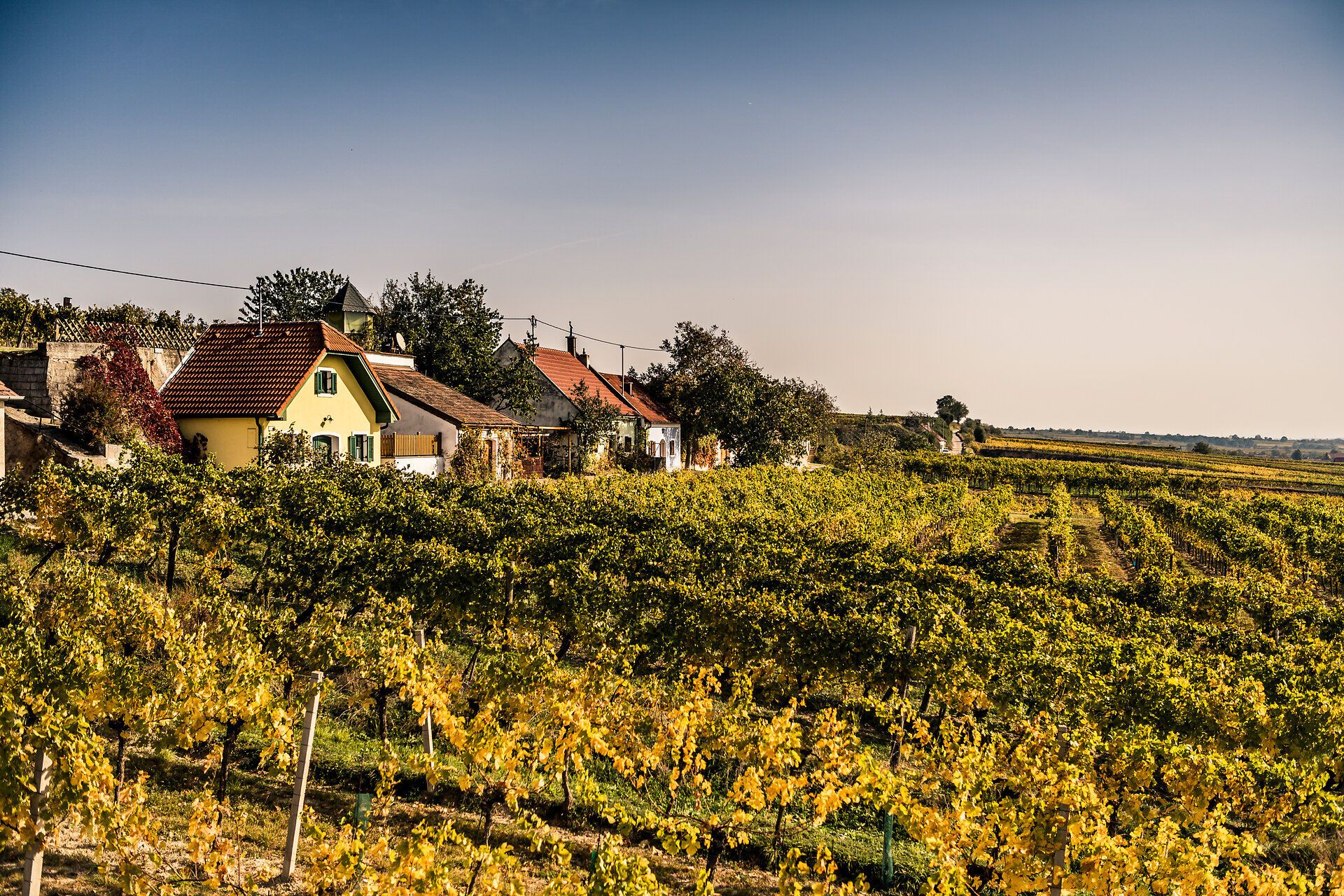 Zvlněné kopce jsou porostlé zlatavými liánami, které září v teplém podzimním světle. Půvabné tradiční domy lemují krajinu a zvou vás, abyste si vychutnali klid a krásu přírody. Ideální místo k odpočinku a nadechnutí se čerstvého vzduchu.