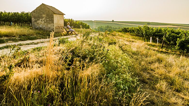 Osoba sedící na lavičce vedle malého stavení ve venkovské krajině s vinicemi.