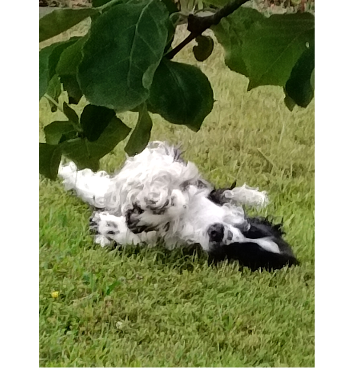 Chlupaté nosy
