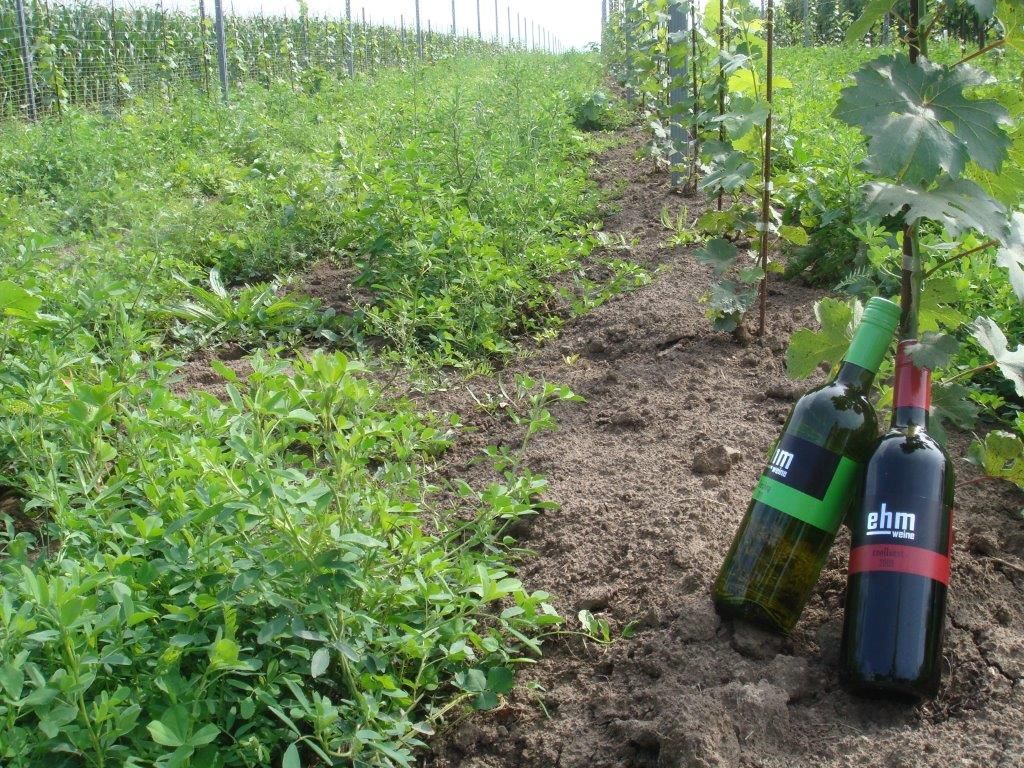 Dvě láhve vína na vinici se zelenými rostlinami a vinnou révou.