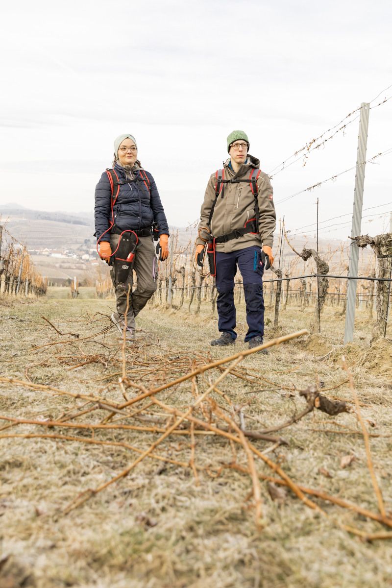 Prořezávání v zimě