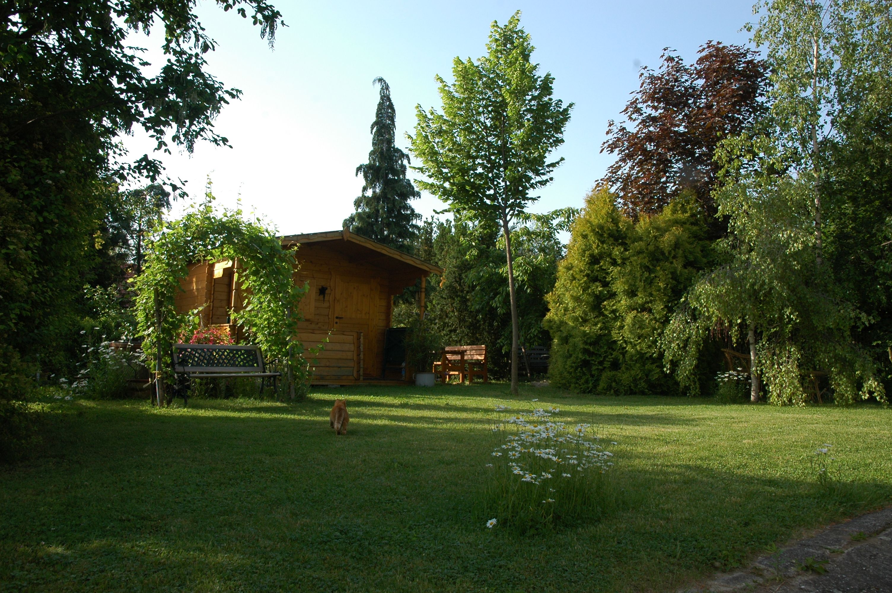 Klidná zahrada s dřevěnou chatkou, stromy a lavičkou. Po trávníku běhá kočka.