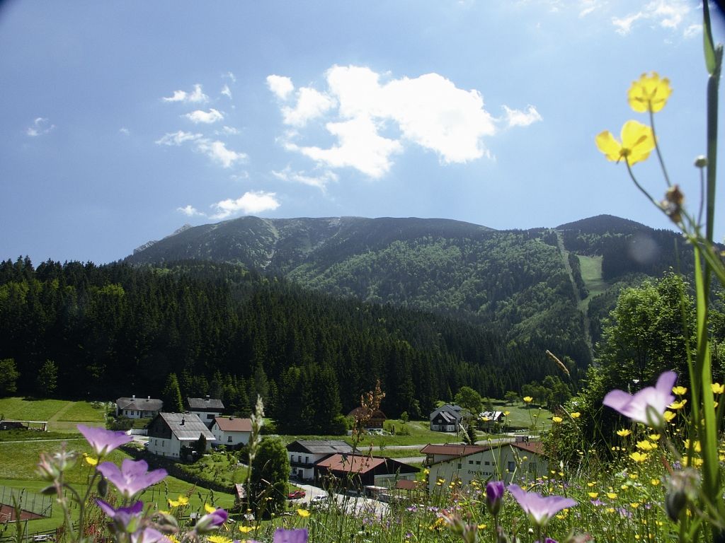 Horská krajina s květinovou loukou a vesnicí v popředí, les a hory v pozadí.