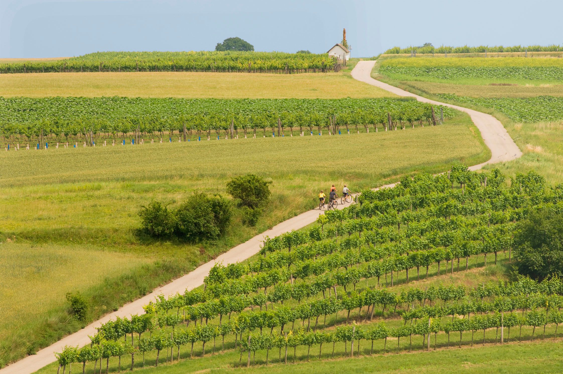 Cyklisté na stezce mezi vinicemi ve venkovské krajině.