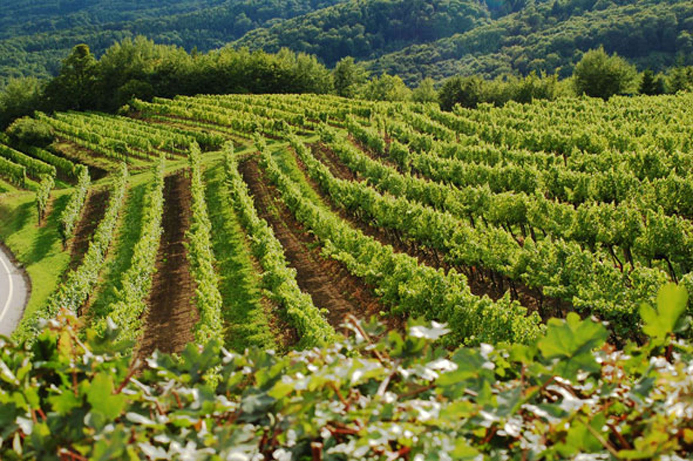Vinice ve Wachau se zelenou vinnou révou a kopci v pozadí.