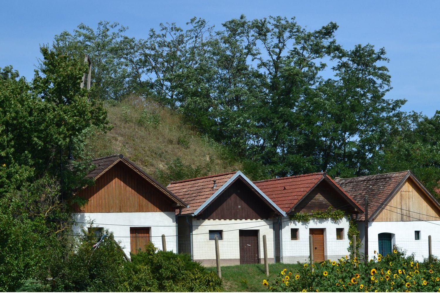Tři tradiční vinné sklepy s červenými střechami ve venkovském prostředí, obklopené stromy a slunečnicemi.