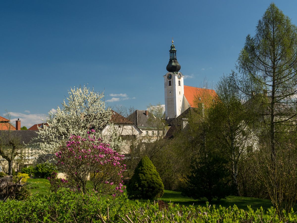 Kostelní věž v Purgstallu s kvetoucími stromy v popředí.