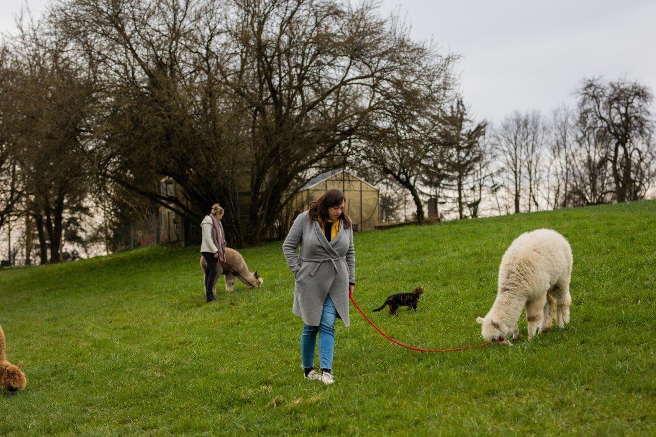 Seehof Alpacas