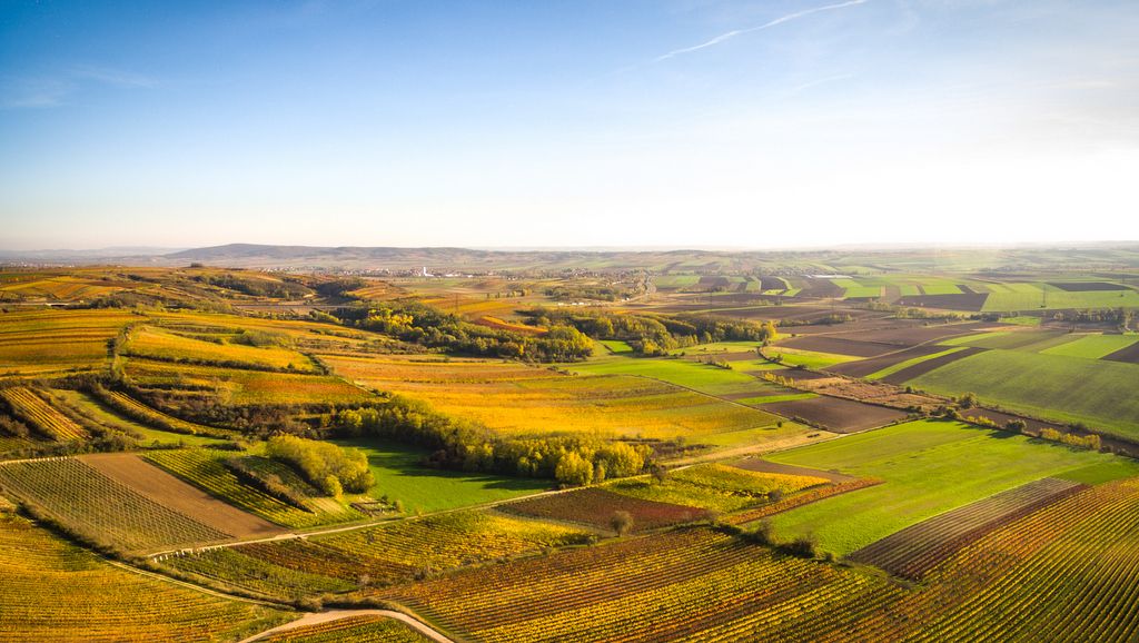 Krajina s vinicemi a poli pod modrou oblohou.