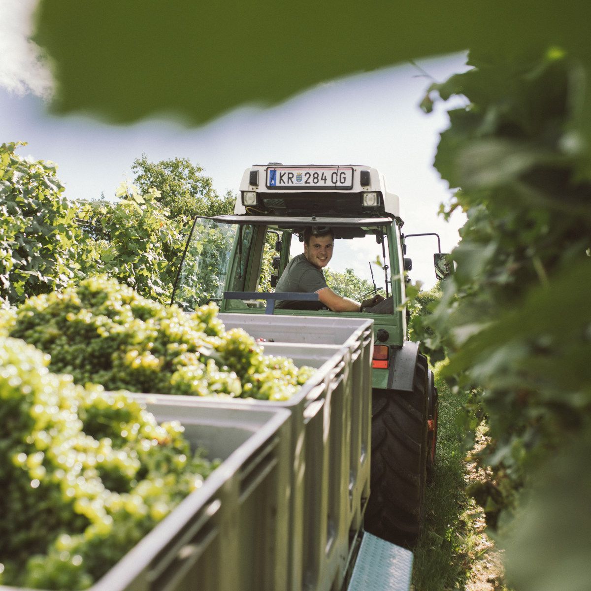 S traktorem na vinici