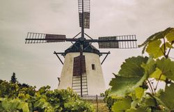 Die majestätische Windmühle thront über den sanften Hügeln des Weinviertels und erzählt Geschichten aus vergangenen Zeiten. Umgeben von üppigen Weinreben, lädt die malerische Landschaft dazu ein, die Seele baumeln zu lassen und die frische Luft zu genießen.