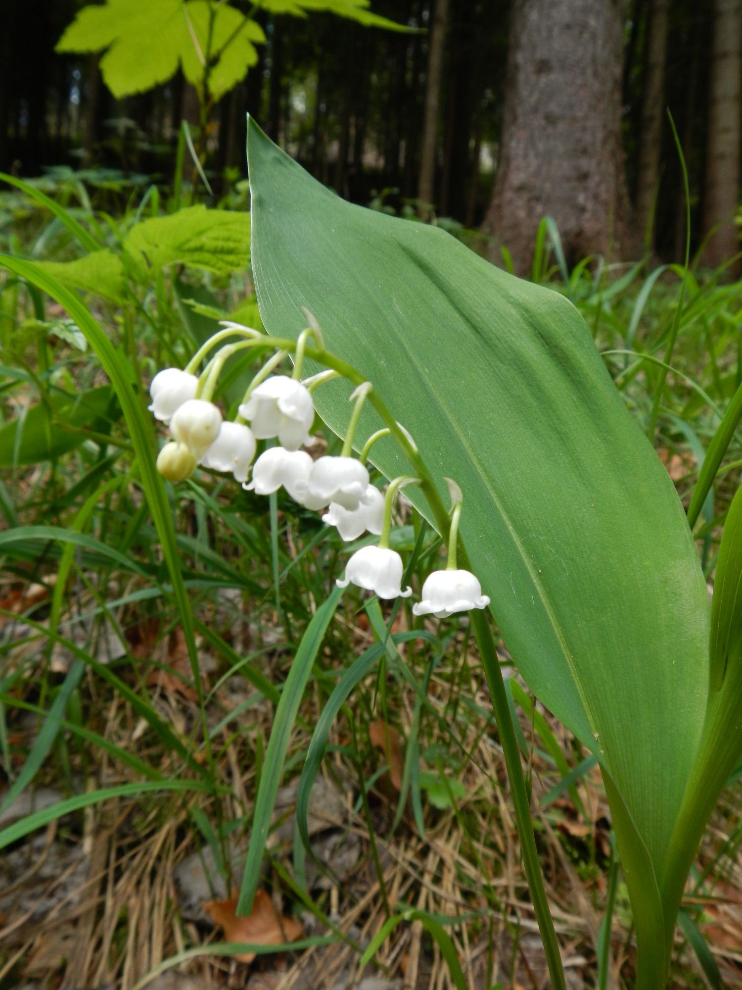 3_WANDERBLUME ST.AEGYD - Údolní stezka s konvalinkami