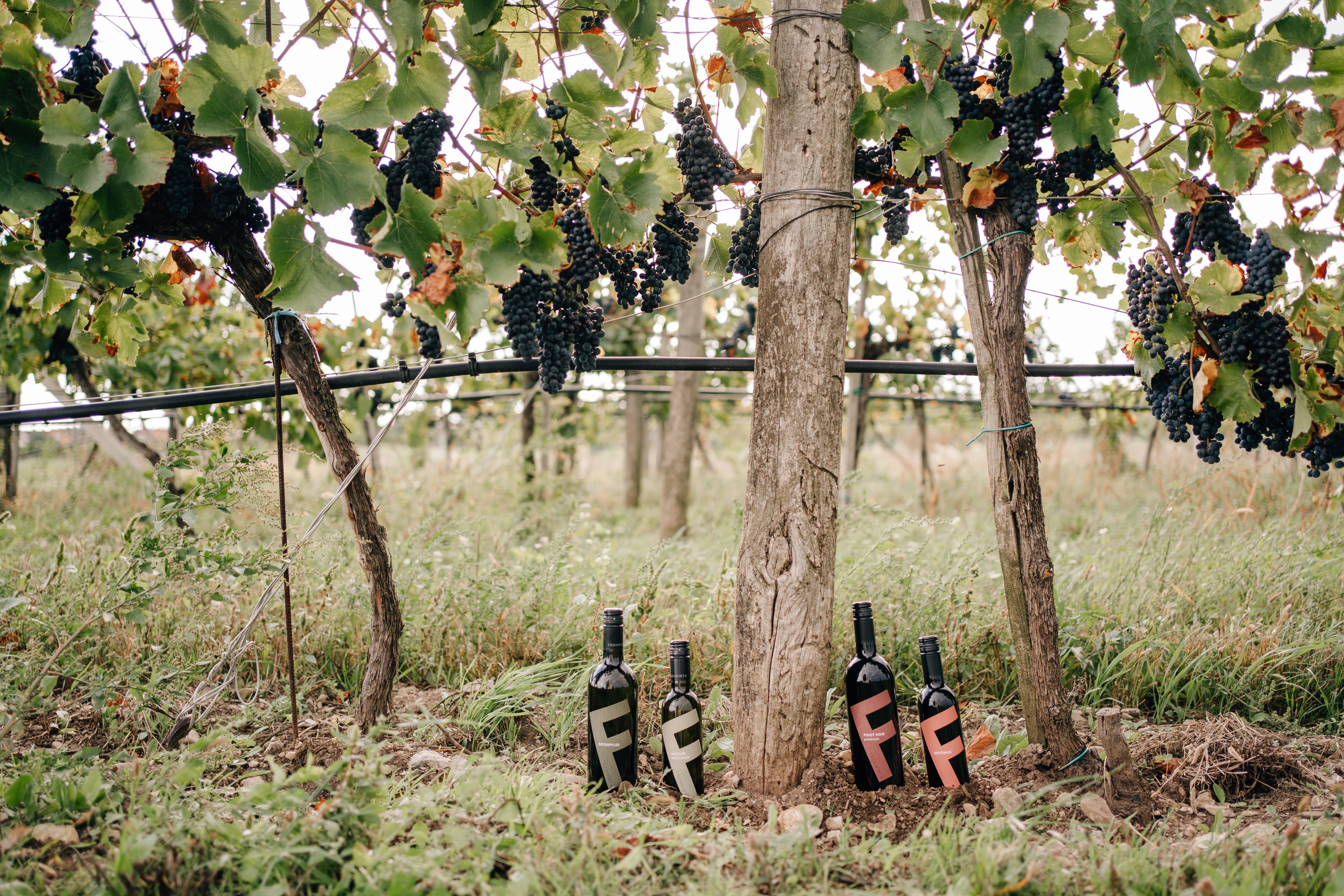 Ilustrační obrázek