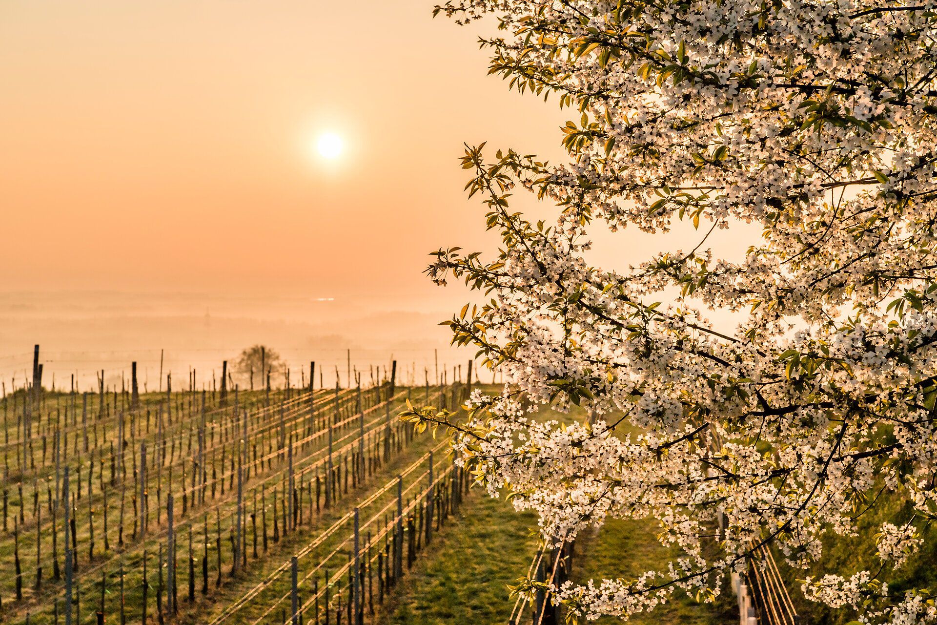 Die sanften Hügel des Traisentals erstrahlen im warmen Licht der Morgensonne, während die blühenden Kirschbäume eine zauberhafte Kulisse bieten. Die Weinreben, die sich in sanften Reihen erstrecken, laden dazu ein, die frischen Aromen des Weins zu entdecken und die Schönheit der Natur zu genießen.
