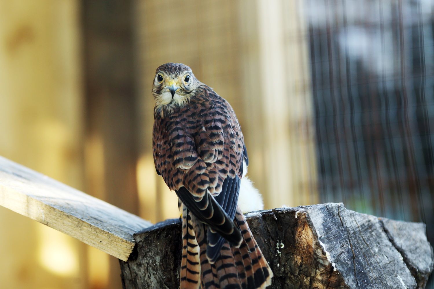Falcon
