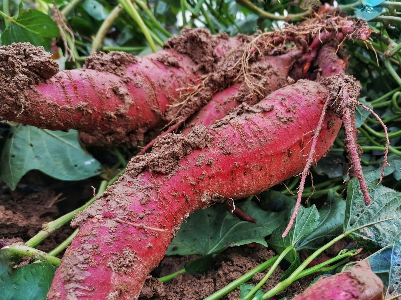 Farma Etlinger