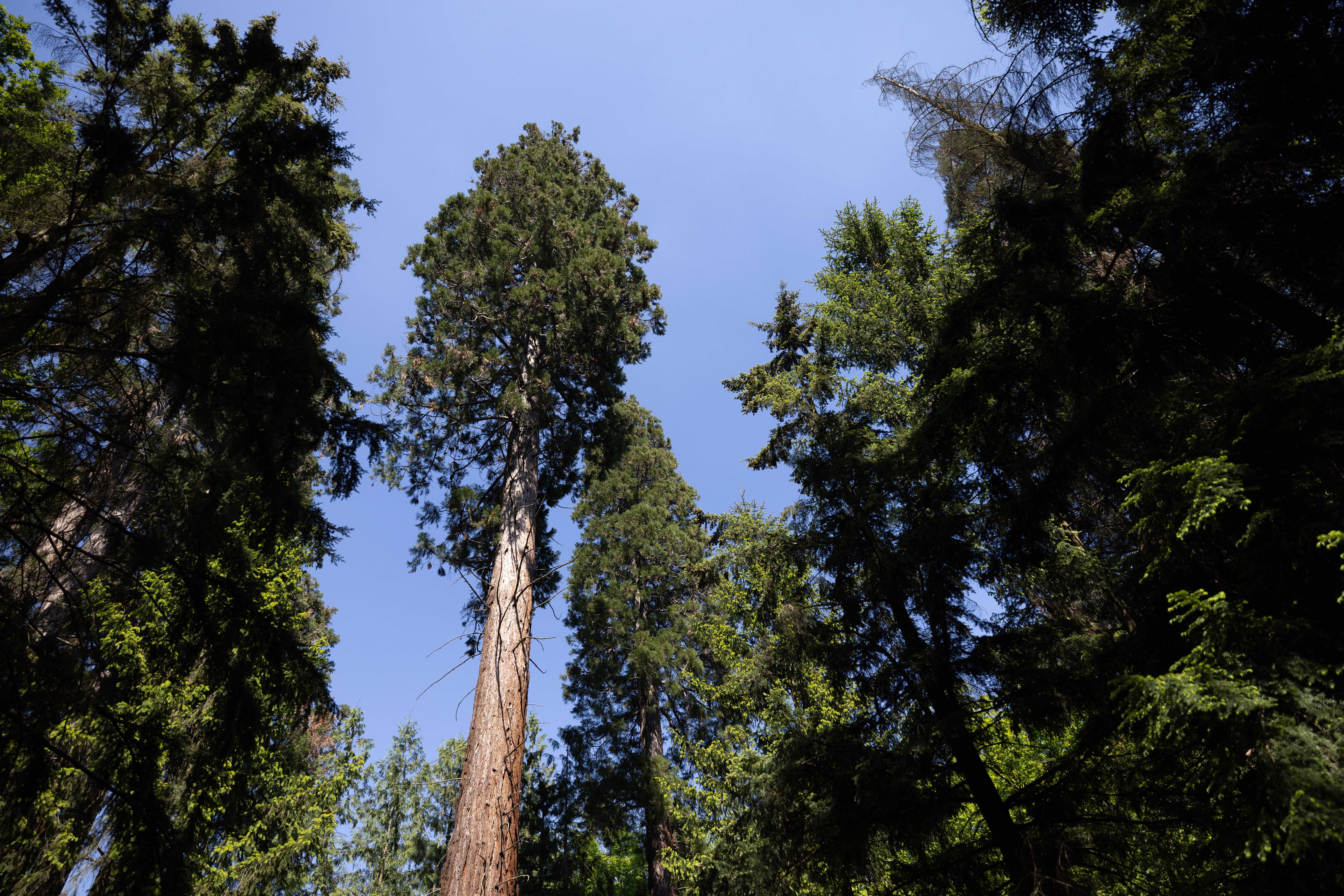 Pohled vzhůru do hustého lesa s vysokými stromy a modrou oblohou.