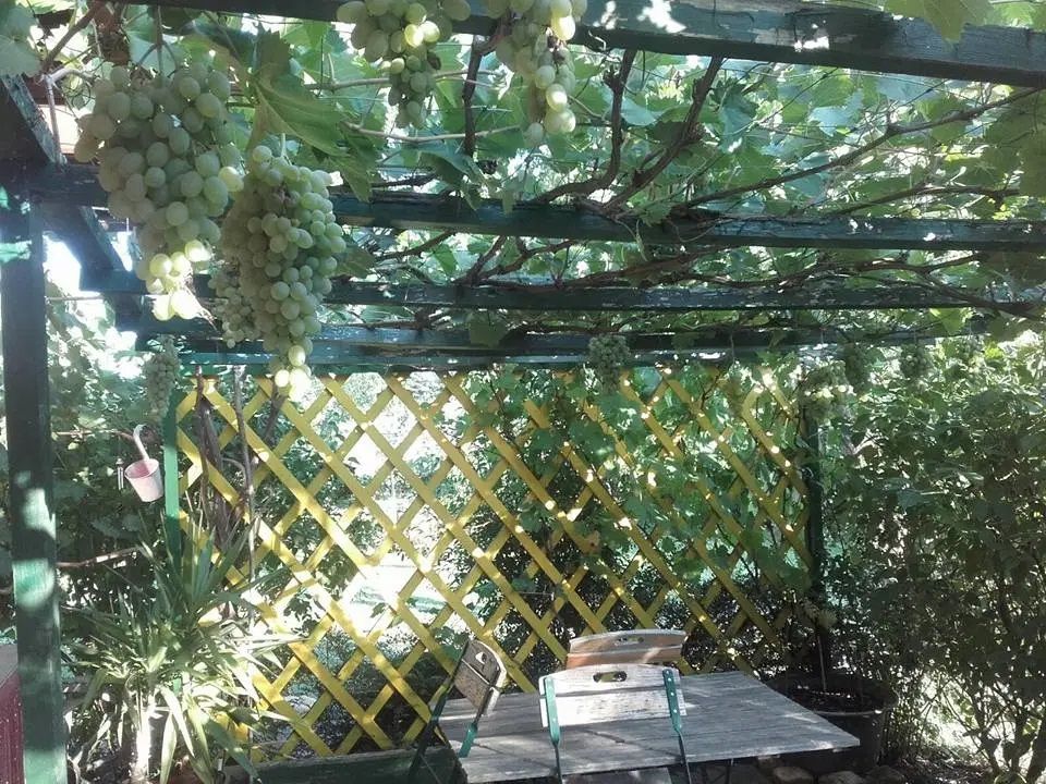 Pergola v zahradě Paula Seela