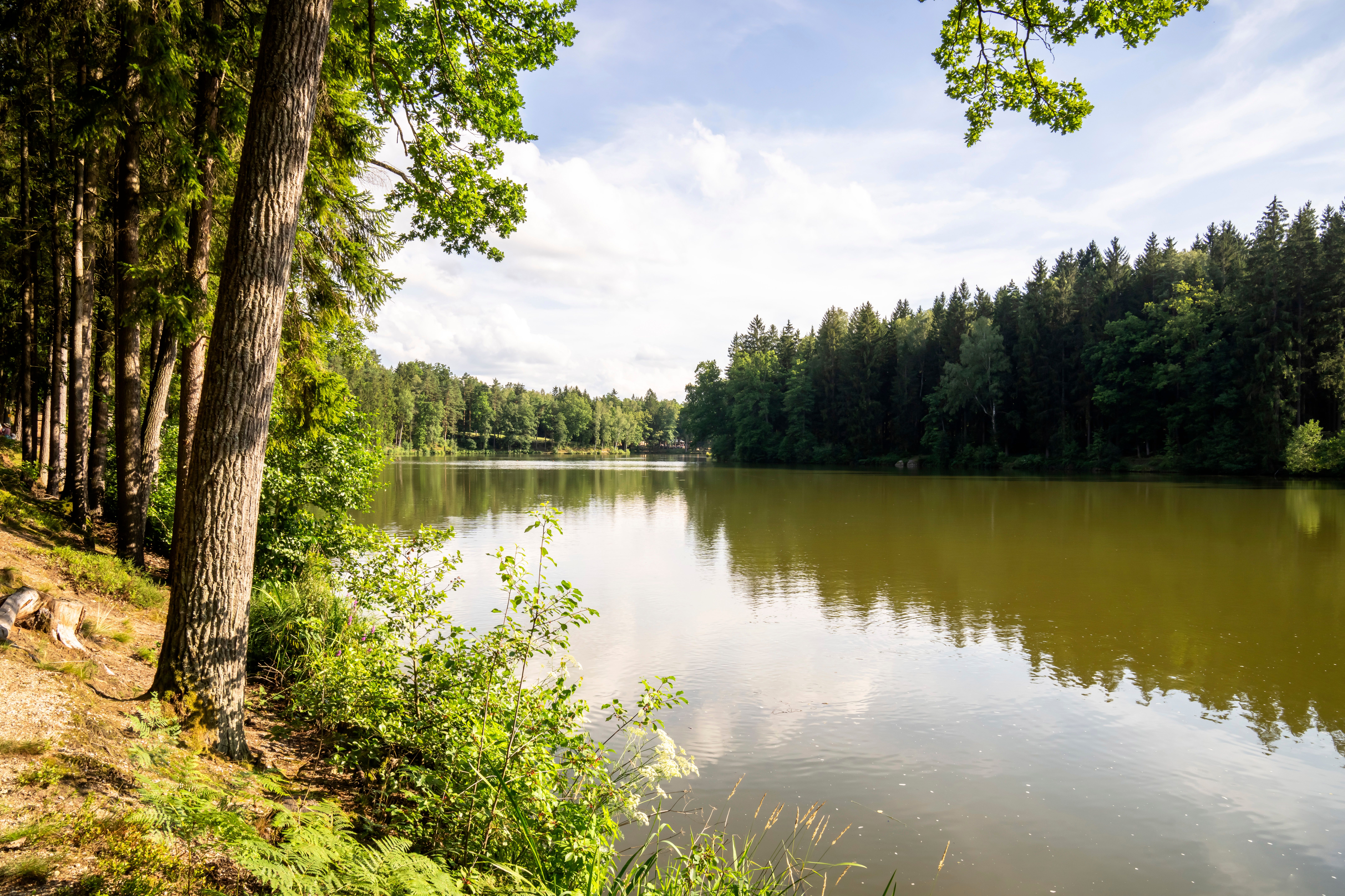Ein ruhiger See spiegelt die üppige grüne Landschaft wider, während sanfte Wellen das Ufer umspielen. Die hohen Bäume entlang des Wassers laden zu einem entspannenden Spaziergang ein und schaffen eine harmonische Verbindung zur Natur.