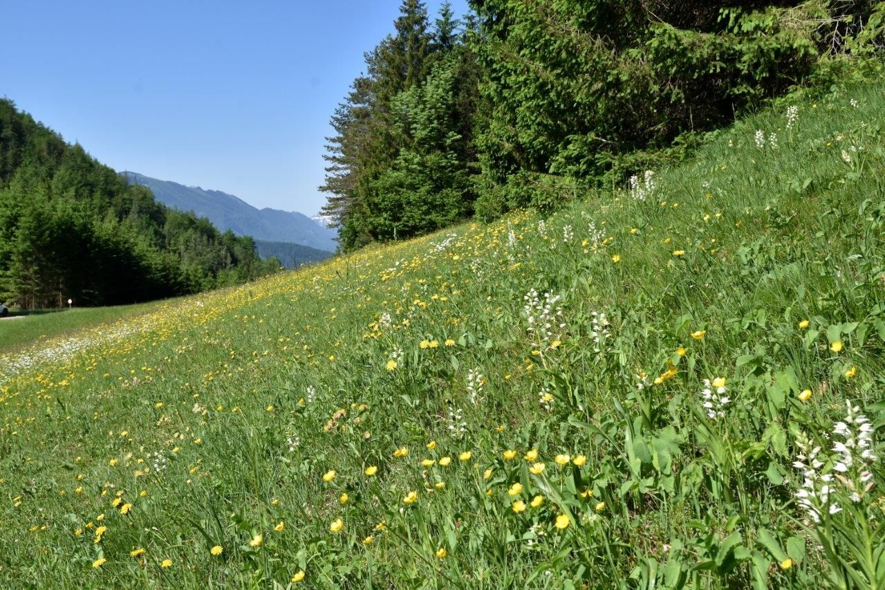 Ukázková louka v údolí Kothbergtal u Lunzer See