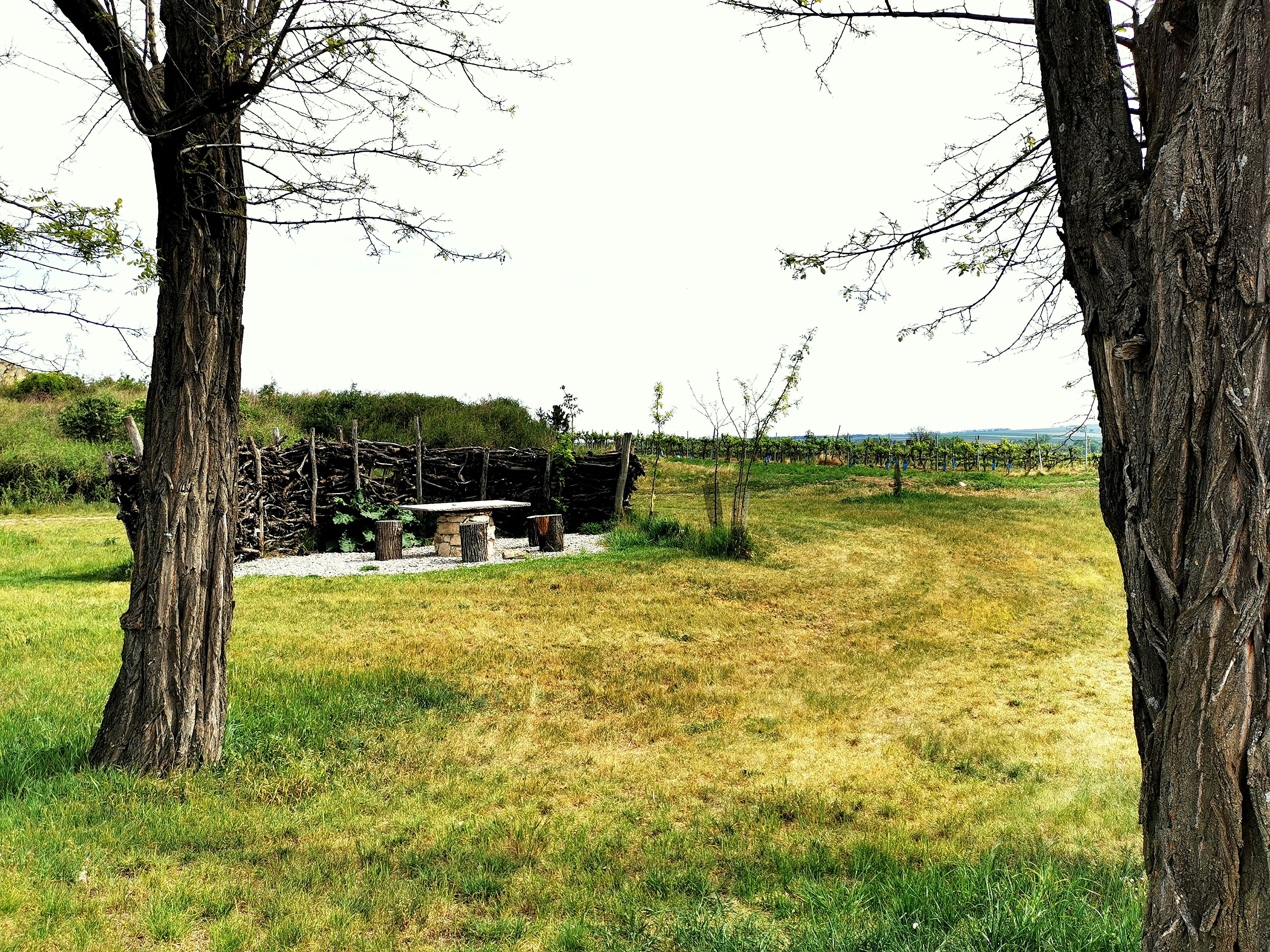 Krajina se stromy, dřevěným stolem a lavicemi, obklopená loukami a vinnou révou.